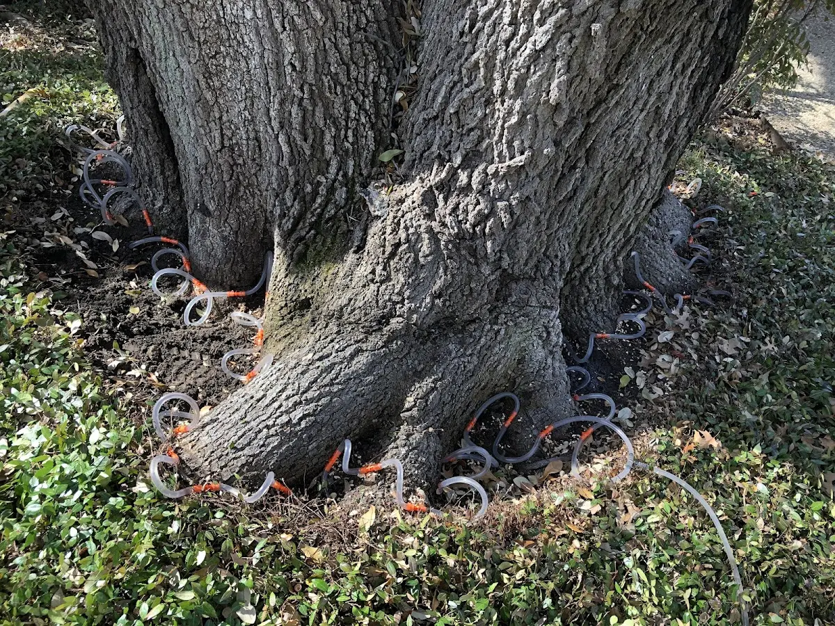Detailed Tree Cabling and Bracing job site in Caney