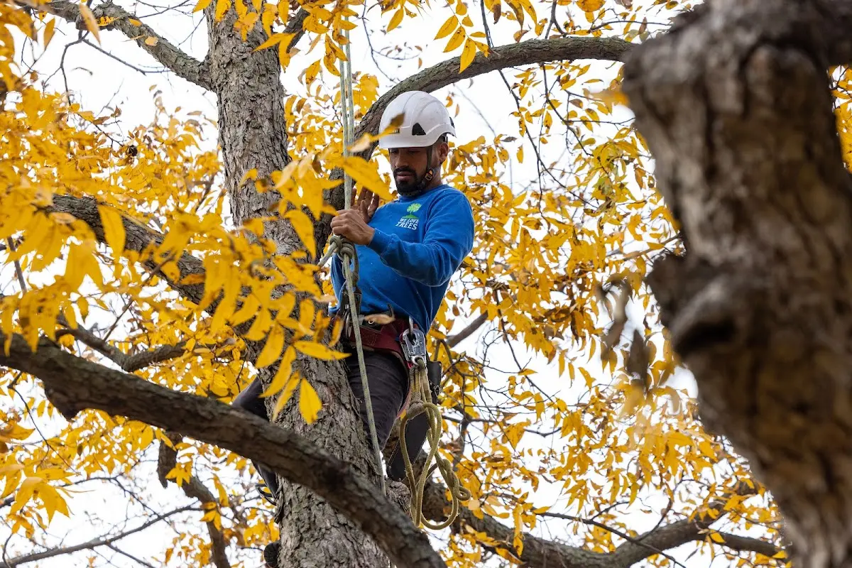 Skilled Tree Planing crew working in Caney